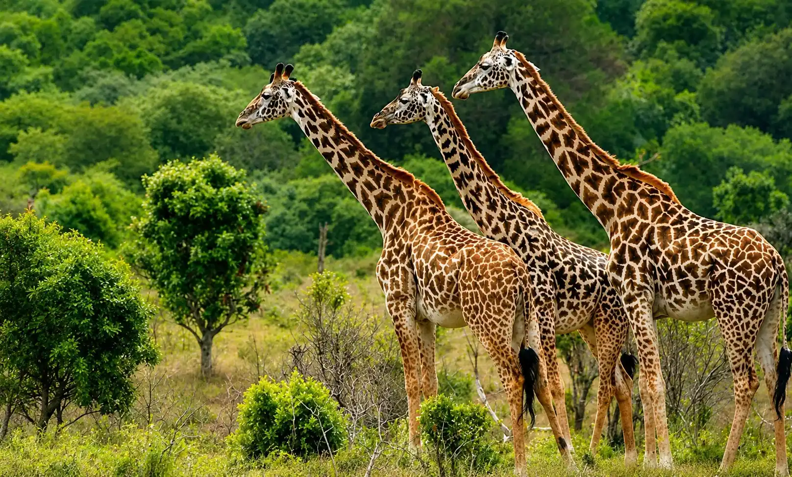 Game drive in Mikumi National Park
