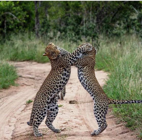 Mikumi National Park, Tanzania