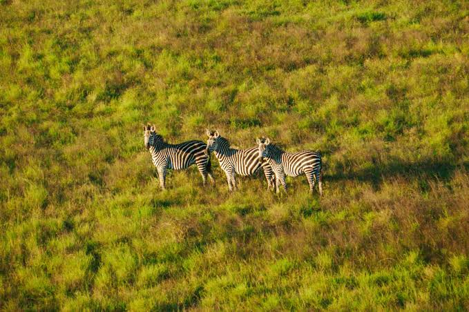 Zebras on the Mkata Floodplain, Mikumi National Park